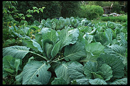 Private cabbage plantation